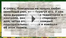 Бенгальская Кошка, Породы кошек