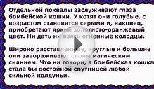 Бомбейская кошка, Породы кошек