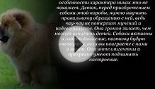 Чау чау