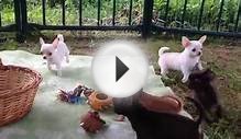 Чихуахуа щенки разных окрасов: 8