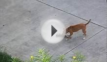 Dog killed the cat. Как собаки мучают