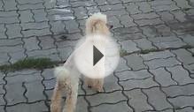 Dog Собака порода Пудель