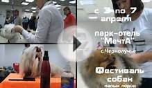 Fashion Dog TV - Фестиваль собак малых