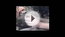 фильм_о_той-терьере_1часть.mpg