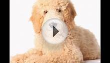 Goldendoodle/Goldendoodle (порода собак HD