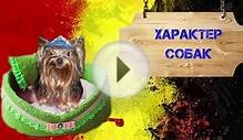 Характер собак | Виды характера