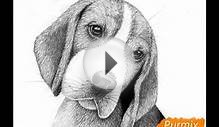 Как нарисовать СОБАКУ бигль