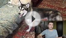 Какую собаку завести? Какая