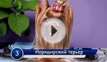 Карликовые собаки ТОП 10