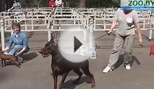 Лучший представитель породы