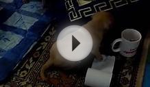 Маленькие питбули (щенки)/ Pitbull