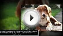 Маленькие породы собак
