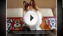Маленькие породы собак ШЕЛТИ
