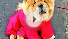 Милашки породы чау-чау:)