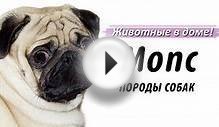 Мопс - породы собак.