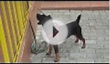 Немецкий ягдтерьер Злая собака