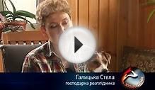 О породе Джек Рассел Терьер