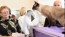 О породе Меконгский бобтейл