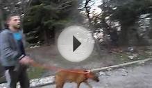 Обзор на породу Немцекий боксер