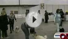 ОДИСы. Выставка собак. Киев-2009