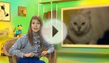 Особенности породы курильский