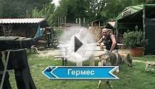Планета собак. Итальянский волк