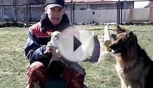 Порода питбуль. Как