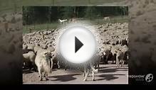 Порода собак: АКБАШ. AKBASH