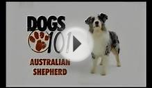 Порода собак Австралийская