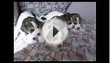 Породы собак Англо русская гончая
