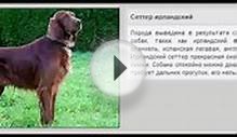 Породы Собак Фото. Породы Собак