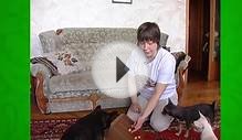 Развивающие Игры Для Собак. Все
