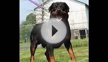 Ротвейлер/Rottweiler (порода собак HD