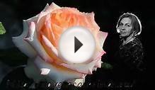 Розы садовые. Болезни и лечение