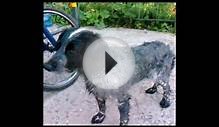 Русский Охотничий Спаниель