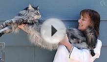 САМАЯ БОЛЬШАЯ КОШКА В МИРЕ