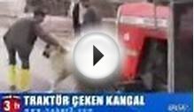 Самая сильная в мире собака