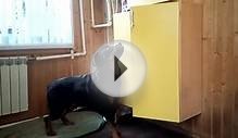 Самая умная собака в Мире