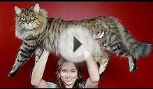Самые большие домашние кошки