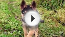 САМЫЕ ОПАСНЫЕ ПОРОДЫ СОБАК В МИРЕ