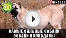 САМЫЕ СИЛЬНЫЕ СОБАКИ - СОБАКИ