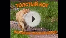 Самые толстые, смешные коты в мире