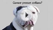 Самые умные собаки - Топ 10.