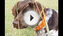Small Munsterlander Pointer (порода собак HD