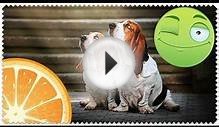 Смешные Собаки! #Бассет-Хаунд