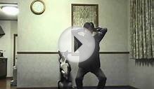 Собака бордер колли приседает