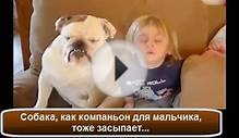 Собака как компаньон для