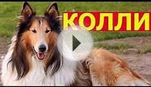 Собака Колли все