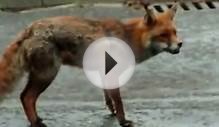 Собака защищает кошку от лисы