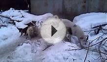 Собаки Бездомные дворовые